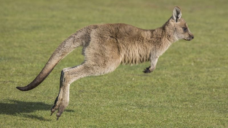 Imagem da edição diar.ia.br